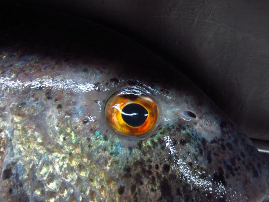  MIKEL URMENETA _ ojo de mar 