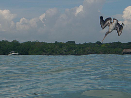  MIKEL URMENETA _ pelicano a la derecha 