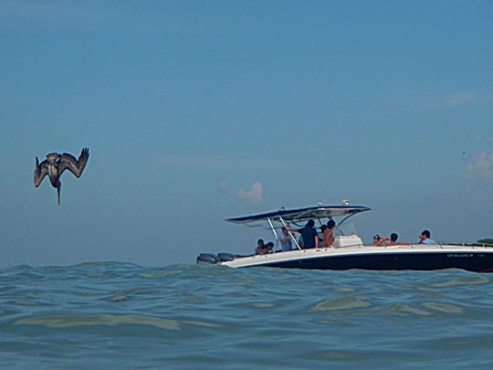  MIKEL URMENETA _ pelicano a la izquierda 