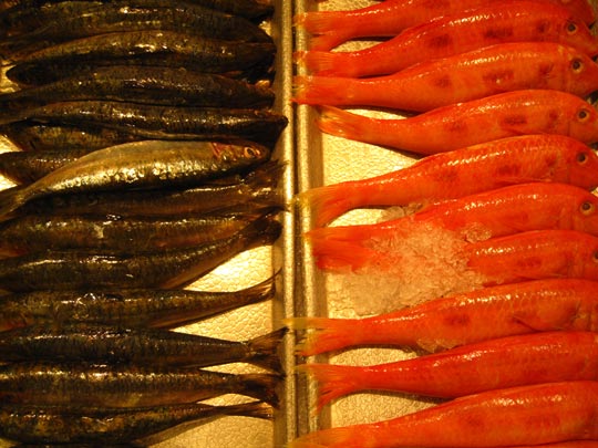  MIKEL URMENETA _ pescado 2 