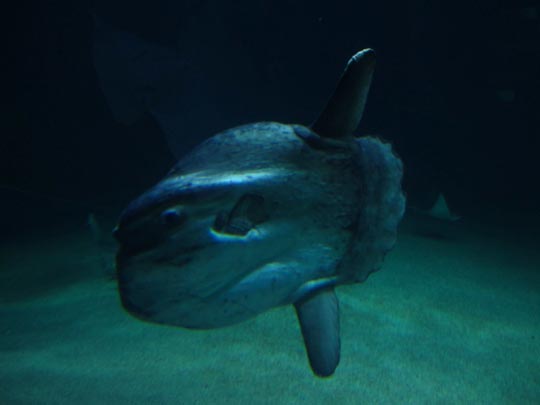  MIKEL URMENETA _ pez luna nadando 