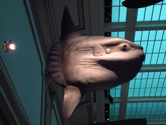  MIKEL URMENETA _ pez luna volando 