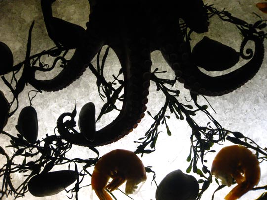  MIKEL URMENETA _ tenta culos 