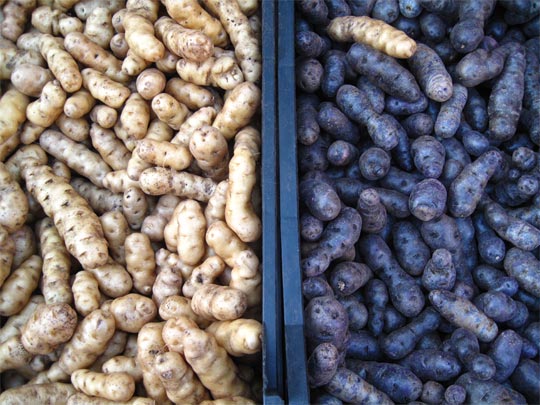  MIKEL URMENETA _ tubérculo 1 