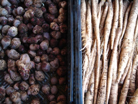  MIKEL URMENETA _ tubérculo 2 