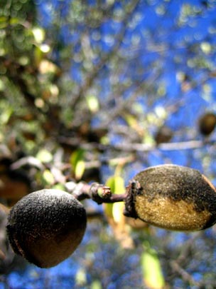  MARTA PEIRÓ _ anatomía del almendro 