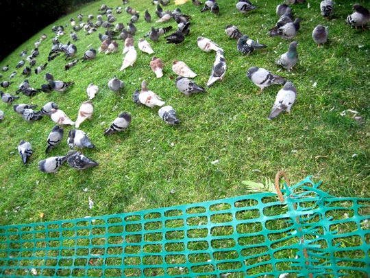  MARTA PEIRÓ _ el planeta de los ascos 