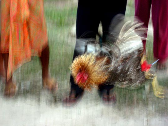  MARTA PEIRÓ _ gallo ganador 