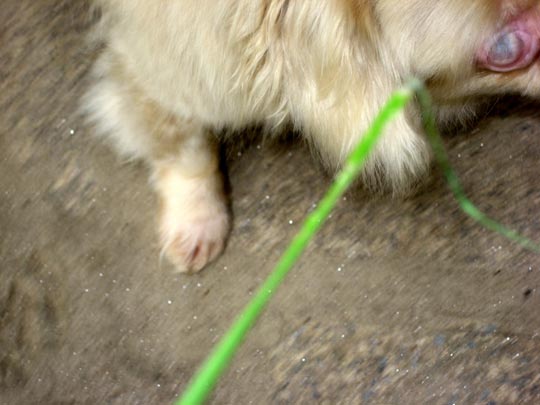  MARTA PEIRÓ _ la doma 