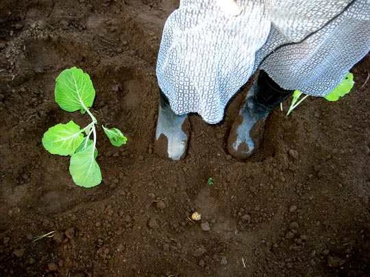  MARTA PEIRÓ _ la siembra 