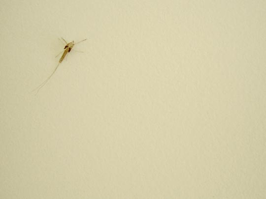  MARTA PEIRÓ _ la vida maravillosa 