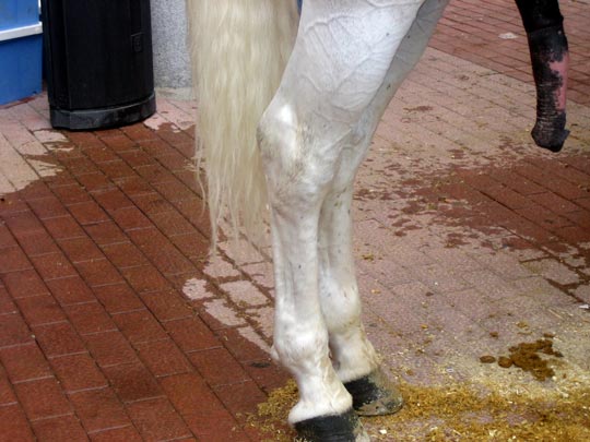  MARTA PEIRÓ _ mi unicornio azul 