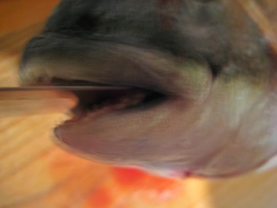  MARTA PEIRÓ _ muere 