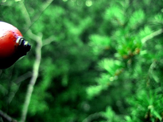  MARTA PEIRÓ _ navidad 