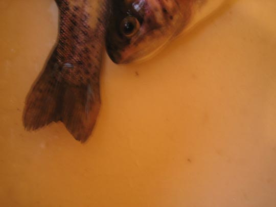  MARTA PEIRÓ _ otra pasión 