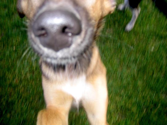  MARTA PEIRÓ _ otro perro 