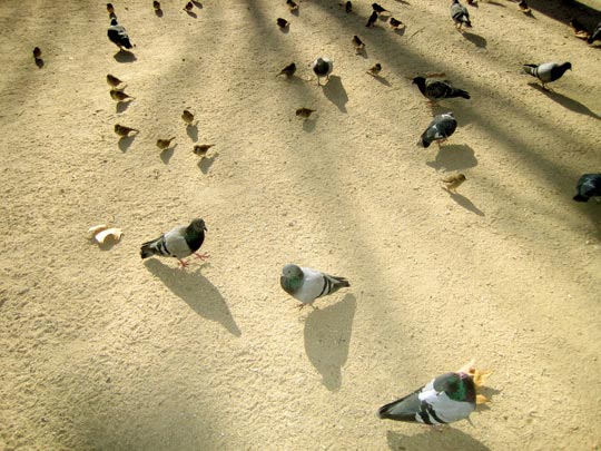  MARTA PEIRÓ _ pajaritos y pajarracos 