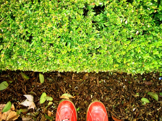  MARTA PEIRÓ _ ¡qué bonito arbusto! 