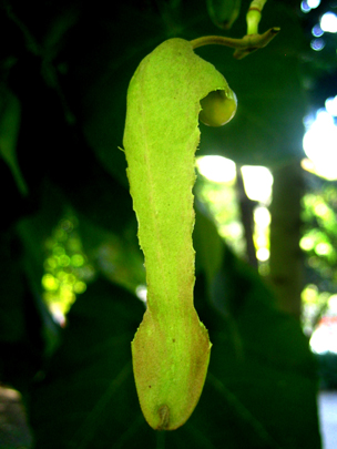  MARTA PEIRÓ _ ¡qué risa con los pitos del árbol! 
