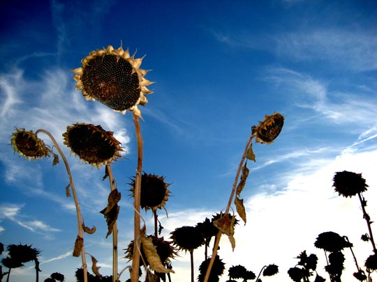  MARTA PEIRÓ _ regresan los jornaleros 