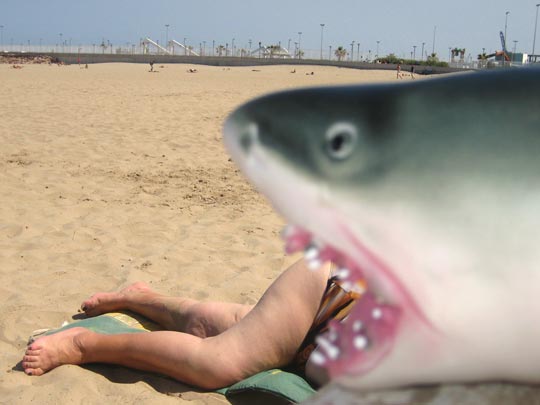  MARTA PEIRÓ _ tiburón 