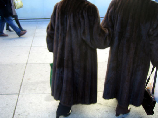  MARTA PEIRÓ _ tránsfugas de una granja gallega 