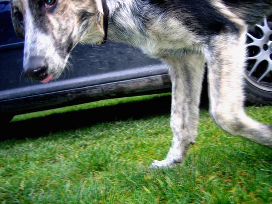  MARTA PEIRÓ _ trasnochado 