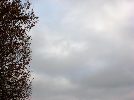  MARTA PEIRÓ _ un árbol 