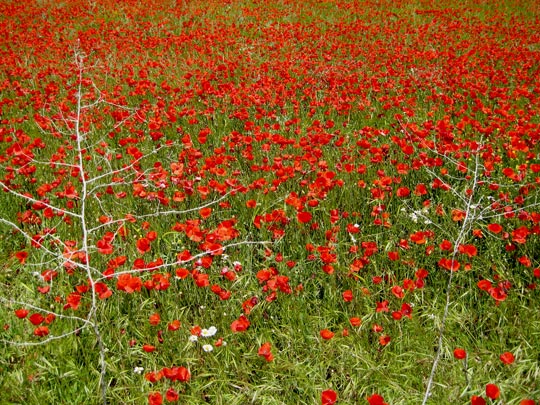  MARTA PEIRÓ _ vasos sanguíneos 