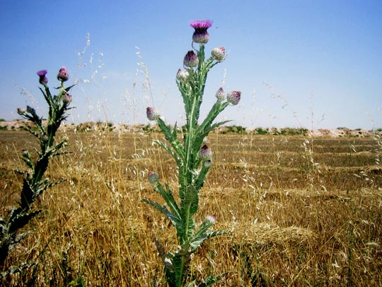  MARTA PEIRÓ _ vergel 