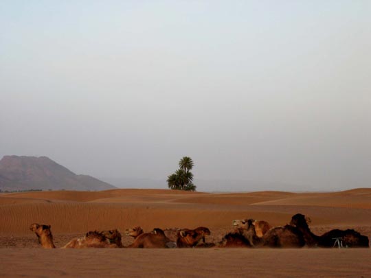  ORIOL BOSCH _ dromedarios sin sombra 