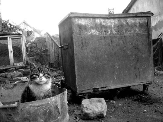  ORIOL BOSCH _ hogar dulce hogar 