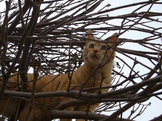  ALICIA OTAEGUI _ aprendiz de leopardo 