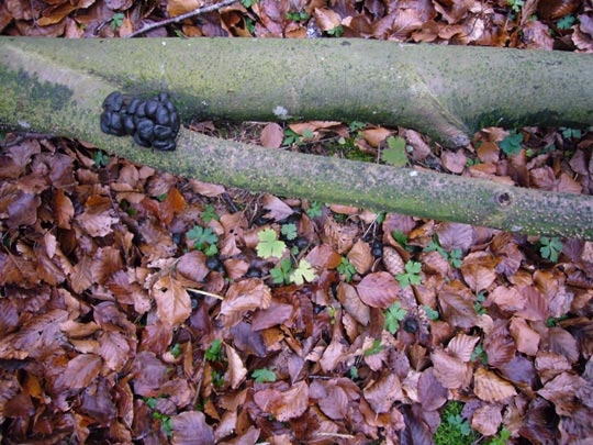  ALICIA OTAEGUI _ burocracia 