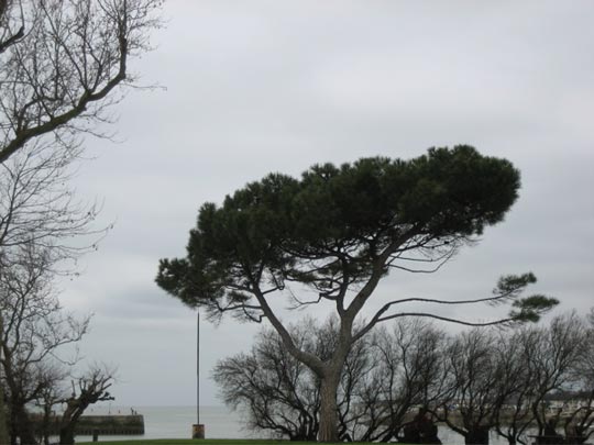  ALICIA OTAEGUI _ caligrafía china 