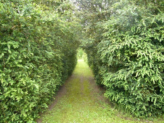  ALICIA OTAEGUI _ camino hacia el olimpo 
