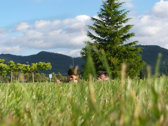  ALICIA OTAEGUI _ champiñones 