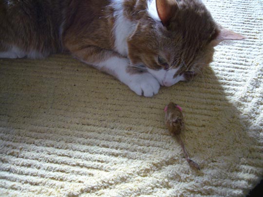  ALICIA OTAEGUI _ conversaciones íntimas 