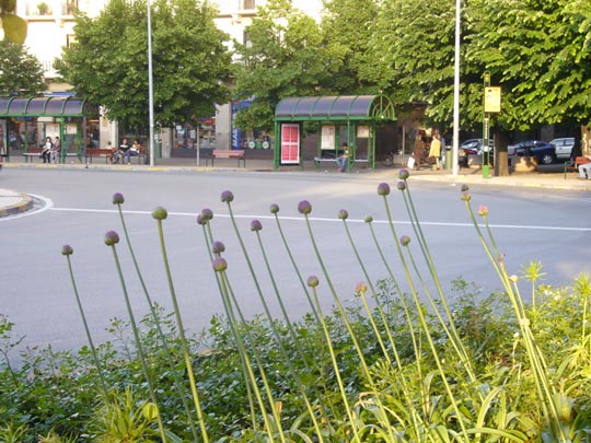  ALICIA OTAEGUI _ coro de tulipanes 