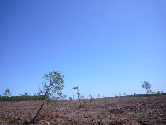  ALICIA OTAEGUI _ disidentes 