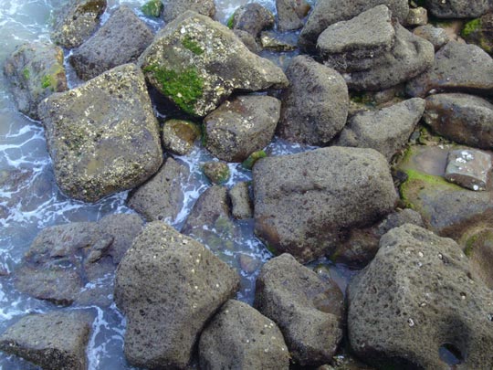  ALICIA OTAEGUI _ donde estaba la gaviota 