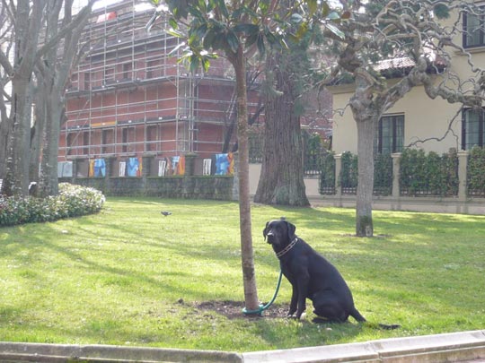  ALICIA OTAEGUI _ el guardián del árbol 
