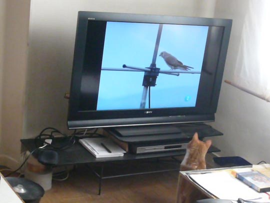  ALICIA OTAEGUI _ el iluso 