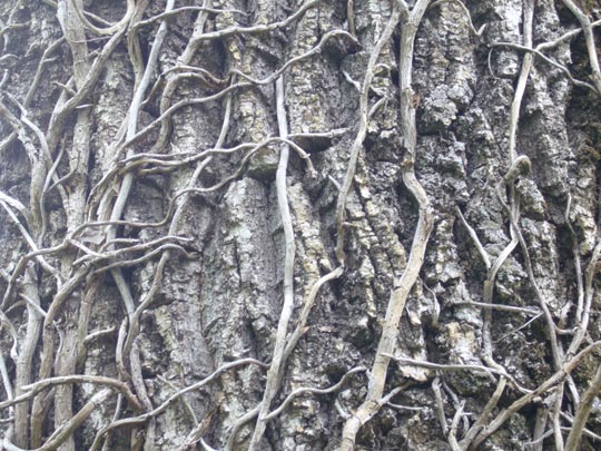  ALICIA OTAEGUI _ el tiempo, gran es cultor 