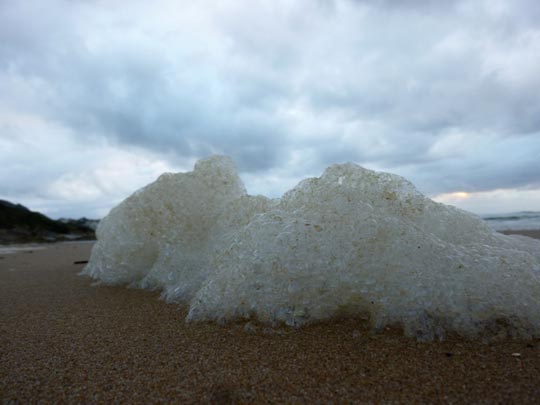  ALICIA OTAEGUI _ falso tsunami 