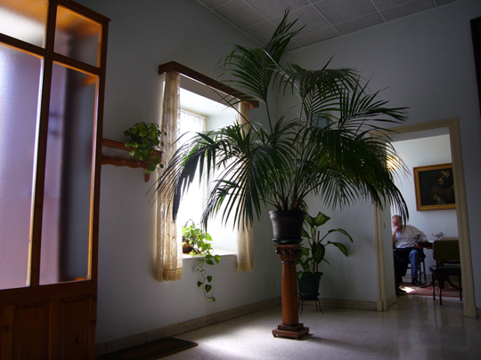  ALICIA OTAEGUI _ la planta que se creía árbol 