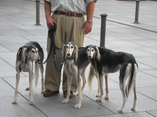  ALICIA OTAEGUI _ los tres mosqueteros 