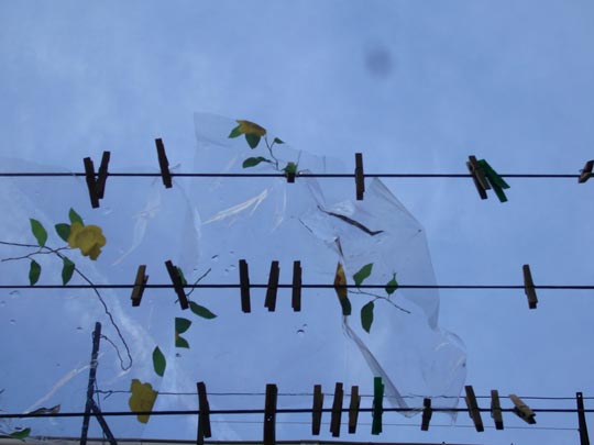  ALICIA OTAEGUI _ melodía 