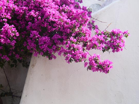  ALICIA OTAEGUI _ monstruo de la naturaleza 