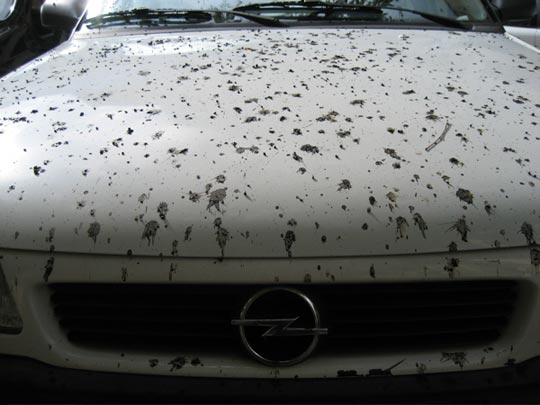  ALICIA OTAEGUI _ opel dálmata 